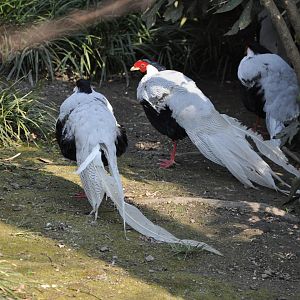 2016-02-08 Silver pheasant