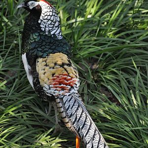 2016-02-08 Lady Amherst's pheasant