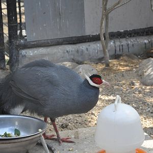 2016-02-08 Blue eared pheasant