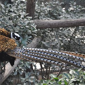 2016-02-08 Reeves's pheasant