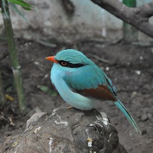 2016-02-08 Indochinese green magpie