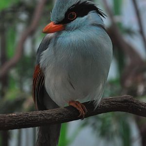 2016-02-08 Indochinese green magpie