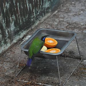 2016-02-08 Orange-bellied Leafbird