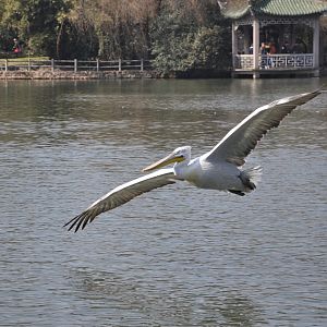 2016-02-08 Dalmatian pelican