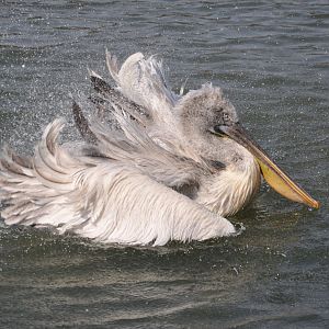 2016-02-08 Dalmatian pelican