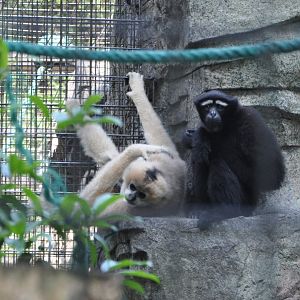 2016-05-01 Female Yellow-cheeked gibbon & Male Skywalker hoolock