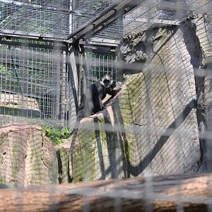 2016-05-01 White-headed langur