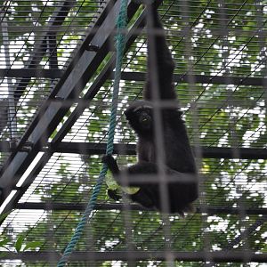 2016-05-01 Skywalker hoolock