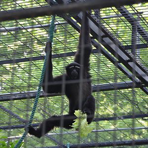 2016-05-01 Skywalker hoolock