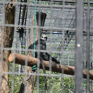 2016-05-01 White-headed langur