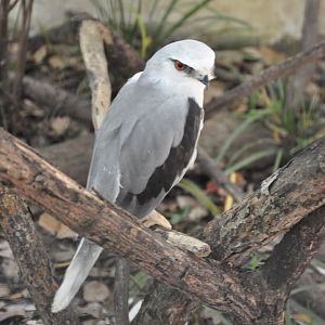 2016-05-01 Black-winged kite