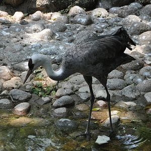 2016-05-01 Hooded crane