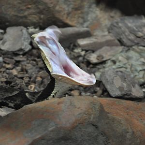 2016-06-06 Sharp-nosed viper yawning