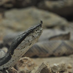 2016-06-06 Sharp-nosed viper
