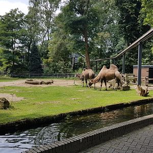 Camel-enclosure