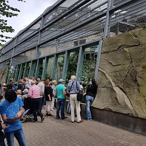 Out-door enclosure gorilla and Roloway monkey