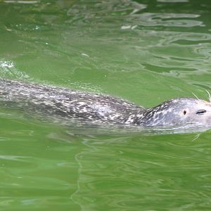 Harbour seal