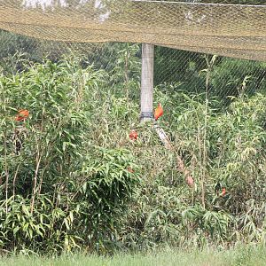 Scarlet ibisses in Beach-enclosure