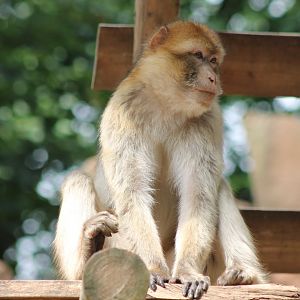 Barbary macaque