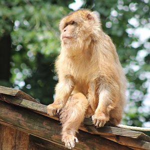 Barbary monkey
