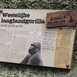Sign Western lowland gorilla