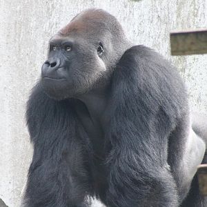 Western lowland gorilla