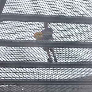 Gorilla-feeding from above