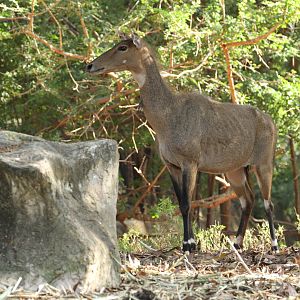 Female Nilgai