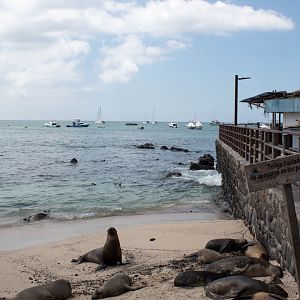 Galápagos sea lions