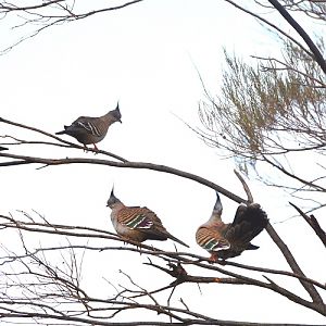 Crested bronzewing pigeons