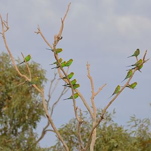 Budgerigars