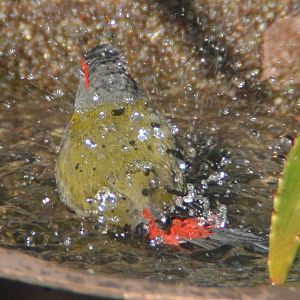 Red-browed finch bathing