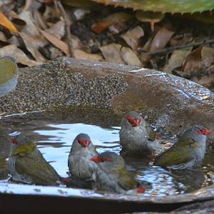 Red-browed finches bathing.  In front garden.