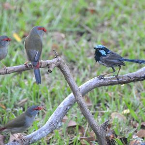 Red-browed finches + Superb fairy-wren.