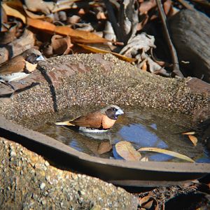 Chestnut-breasted manikin bathing.