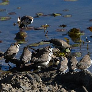 Double-bar finches.  NT