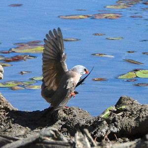 Long-tailed grassfinch.  NT