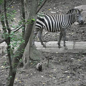 2016-06-06 A wild Raccoon dog