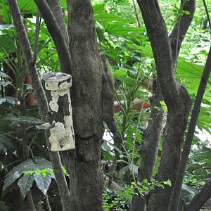 2016-06-06 A wild Red-bellied squirrel