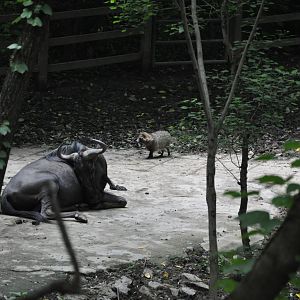 2016-06-06 A wild Raccoon dog
