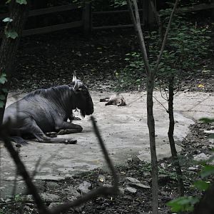 2016-06-06 A wild Raccoon dog