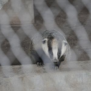 2016-06-06 Asian badger