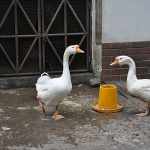 2016-06-06 Lionhead Goose