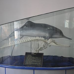 2016-07-29 Skeleton of Yangtze River dolphin
