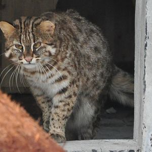 2017-01-30 Amur leopard cat