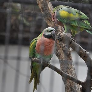 2017-01-30 Red-breasted parakeet
