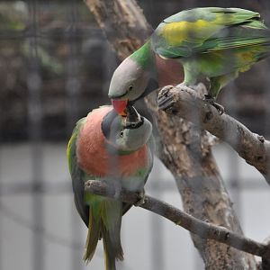 2017-01-30 Red-breasted parakeet