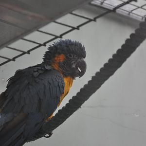 2017-01-30 Blue-throated macaw