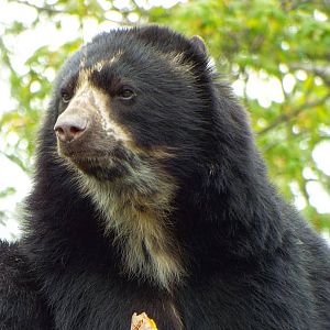 Spectacled Bear - Chester Zoo