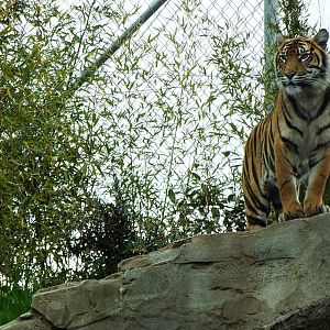 Sumatran Tiger - Chester Zoo